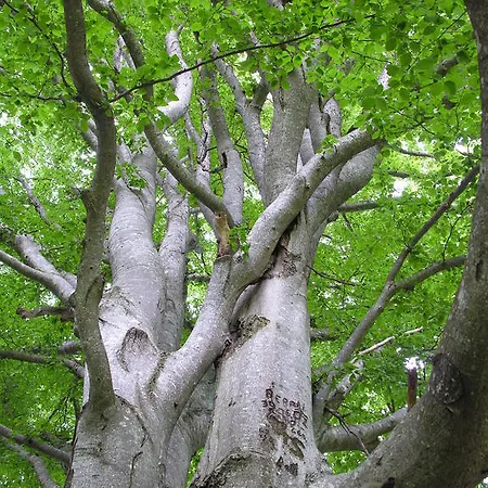 莫泽艾尔彭盖瑟宾馆 宾馆