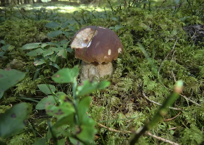 Alpengasthof Moser 2*