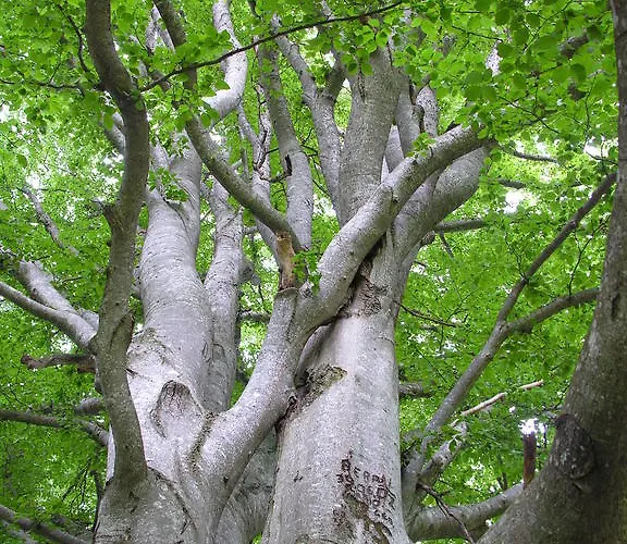 Alpengasthof Moser Fogadó